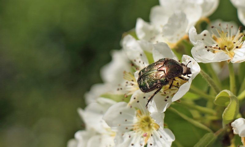 Обои цветы, жук, макро, насекомое, бронзовка золотистая, flowers, beetle, macro, insect, brantovka golden разрешение 4316x2427 Загрузить