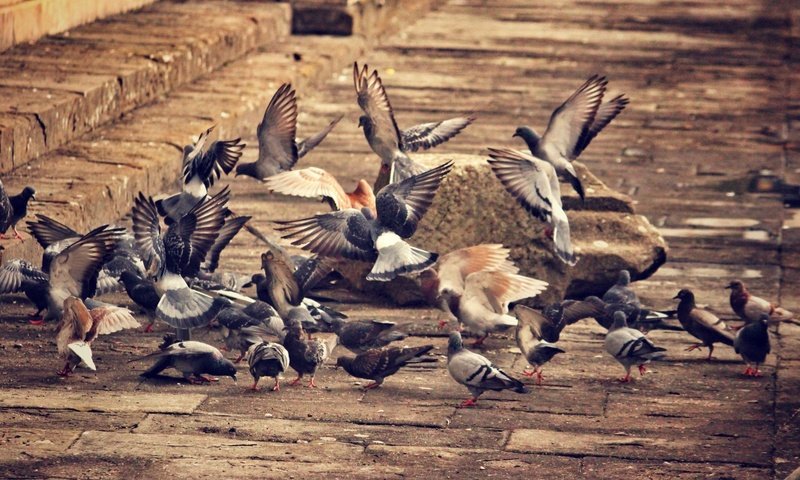 Обои город, крылья, птицы, клюв, перья, голубь, голуби, the city, wings, birds, beak, feathers, dove, pigeons разрешение 1920x1080 Загрузить