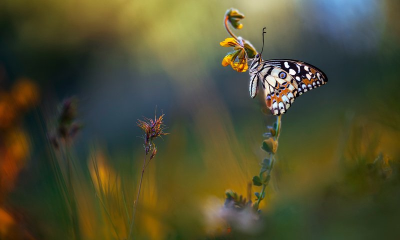 Обои цветы, макро, фон, лето, бабочка, луг, flowers, macro, background, summer, butterfly, meadow разрешение 2048x1152 Загрузить