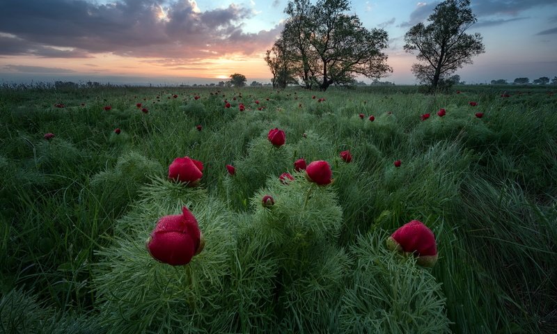 Обои цветы, вечер, поле, flowers, the evening, field разрешение 2048x1637 Загрузить