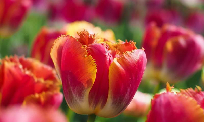 Обои цветы, крупным планом, бутоны, макро, лепестки, бутон, весна, тюльпаны, боке, flowers, closeup, buds, macro, petals, bud, spring, tulips, bokeh разрешение 4608x3456 Загрузить