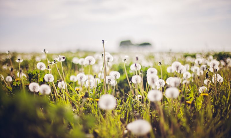 Обои природа, лето, одуванчики, nature, summer, dandelions разрешение 2048x1365 Загрузить