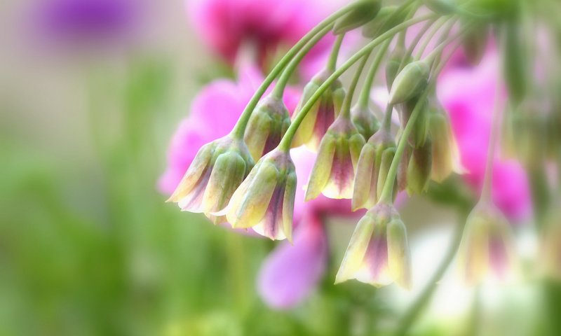 Обои макро, цветки, боке, нектароскордум, macro, flowers, bokeh, nectaroscordum разрешение 2048x1536 Загрузить