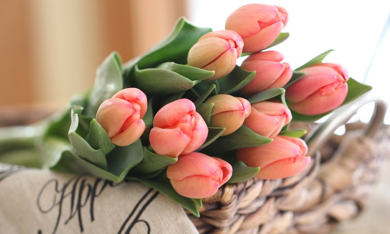 Обои бутоны, букет, тюльпаны, buds, bouquet, tulips разрешение 5184x3456 Загрузить