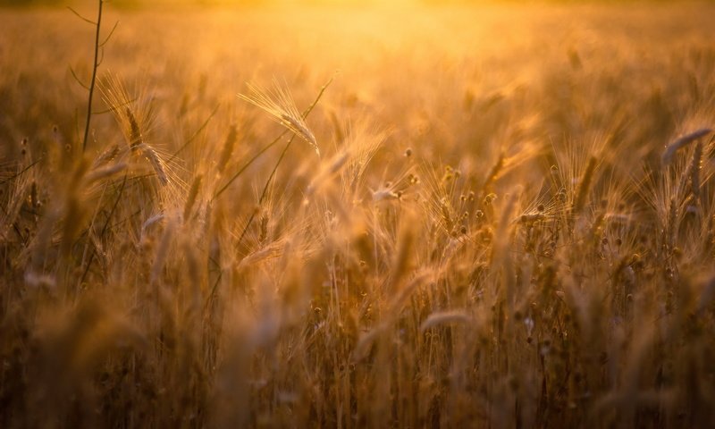 Обои природа, поле, лето, колосья, пшеница, рожь, nature, field, summer, ears, wheat, rye разрешение 2047x1275 Загрузить