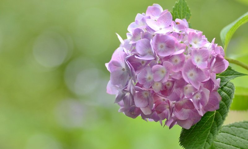 Обои цветы, макро, розовые, гортензия, flowers, macro, pink, hydrangea разрешение 2048x1356 Загрузить