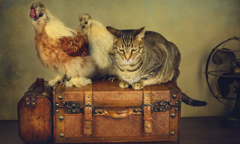 Обои стиль, кот, ретро, кошка, чемоданы, вентилятор, куры, style, cat, retro, suitcases, fan, chickens разрешение 2048x1152 Загрузить