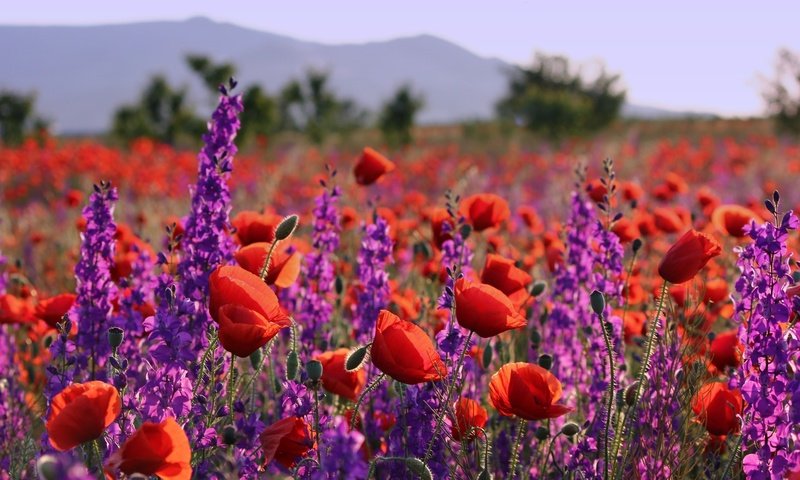 Обои цветы, лаванда, лето, маки, луг, flowers, lavender, summer, maki, meadow разрешение 2500x1655 Загрузить