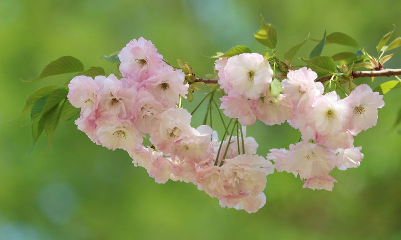 Обои ветка, цветение, макро, фон, вишня, сакура, цветки, branch, flowering, macro, background, cherry, sakura, flowers разрешение 2048x1365 Загрузить