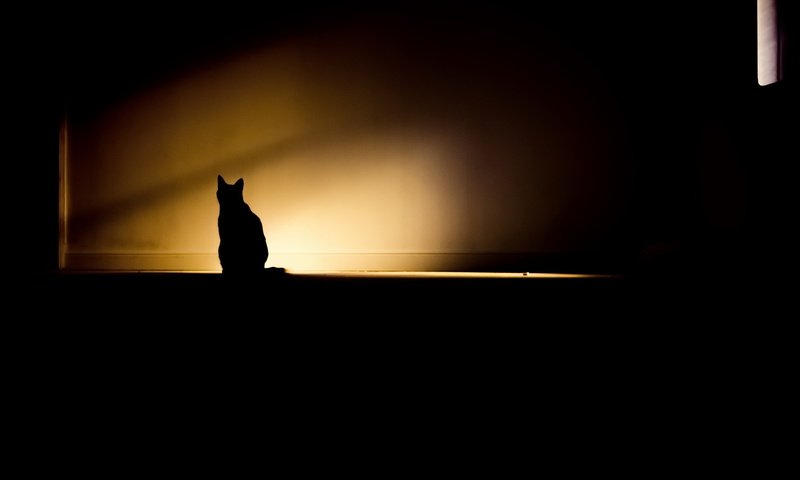 Обои свет, кошка, тень, комната, light, cat, shadow, room разрешение 2048x1365 Загрузить