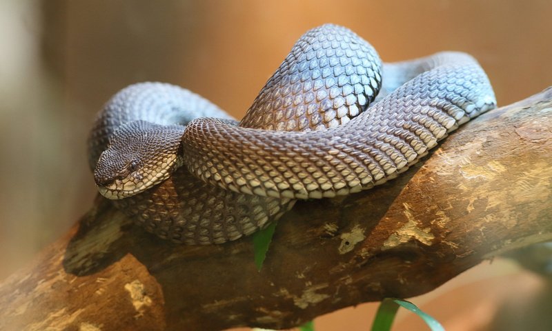 Обои ветка, природа, змея, branch, nature, snake разрешение 2048x1365 Загрузить