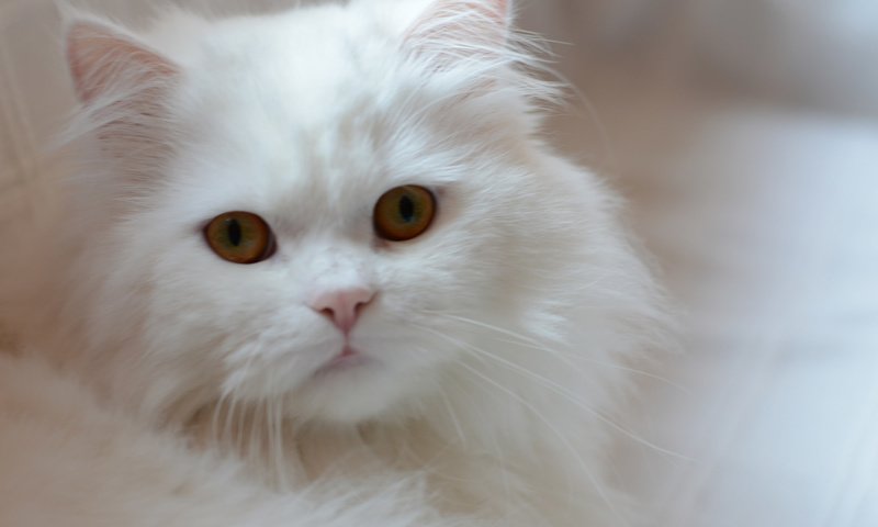 Обои кошка, взгляд, котенок, белый, cat, look, kitty, white разрешение 2048x1362 Загрузить