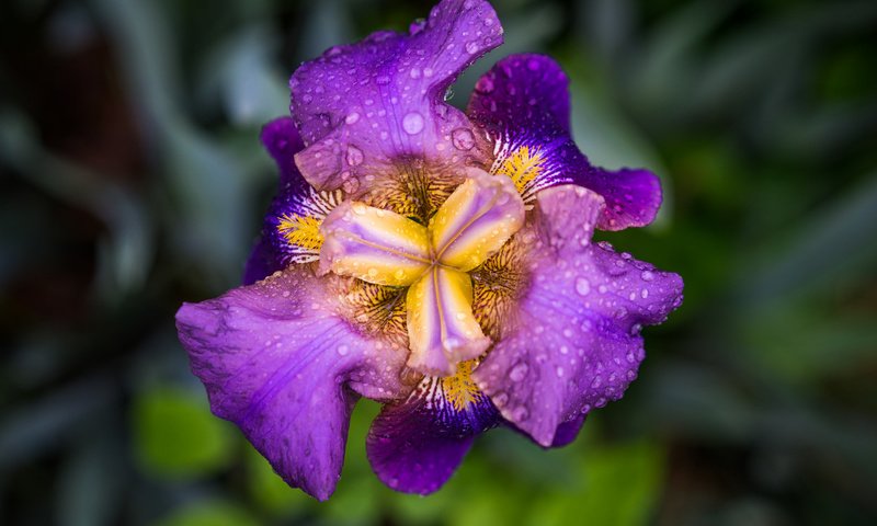 Обои цветок, капли, лепестки, ирис, flower, drops, petals, iris разрешение 2048x1365 Загрузить