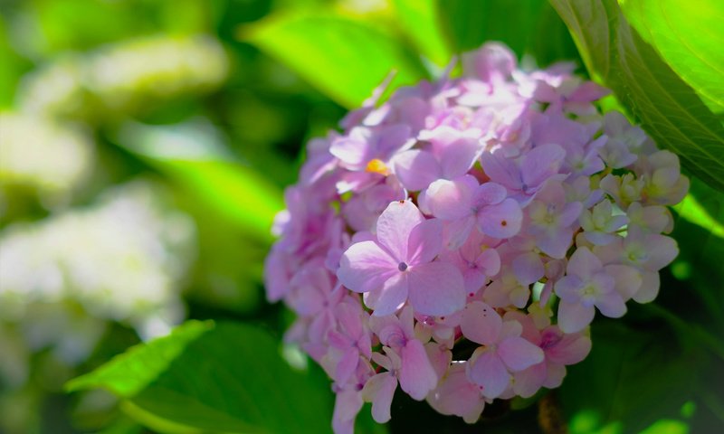 Обои макро, боке, соцветие, гортензия, macro, bokeh, inflorescence, hydrangea разрешение 2048x1365 Загрузить