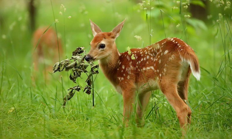 Обои природа, олень, лето, nature, deer, summer разрешение 2048x1365 Загрузить