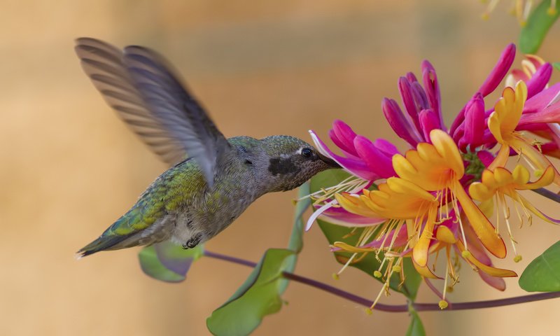 Обои цветок, крылья, птица, колибри, жимолость, калипта анны, flower, wings, bird, hummingbird, honeysuckle, calypte anna разрешение 2048x1117 Загрузить