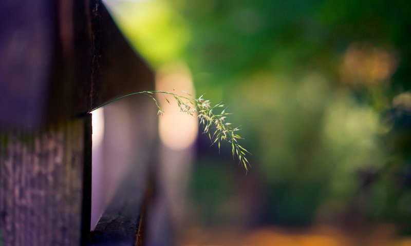 Обои трава, макро, забор, grass, macro, the fence разрешение 2048x1365 Загрузить