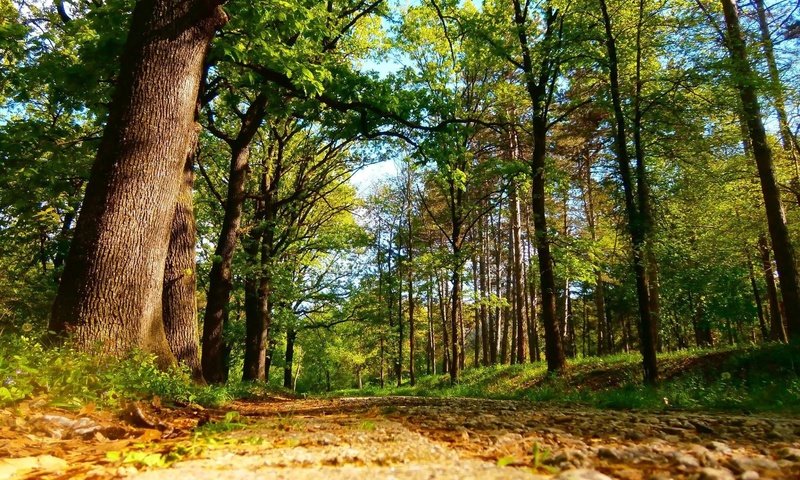 Обои дорога, деревья, лес, road, trees, forest разрешение 2048x1267 Загрузить