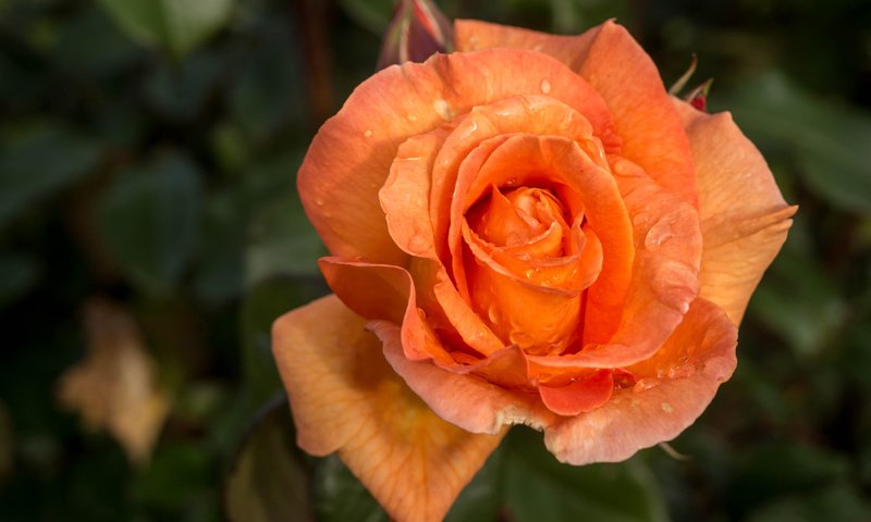 Обои макро, фон, роза, бутон, macro, background, rose, bud разрешение 4047x3035 Загрузить
