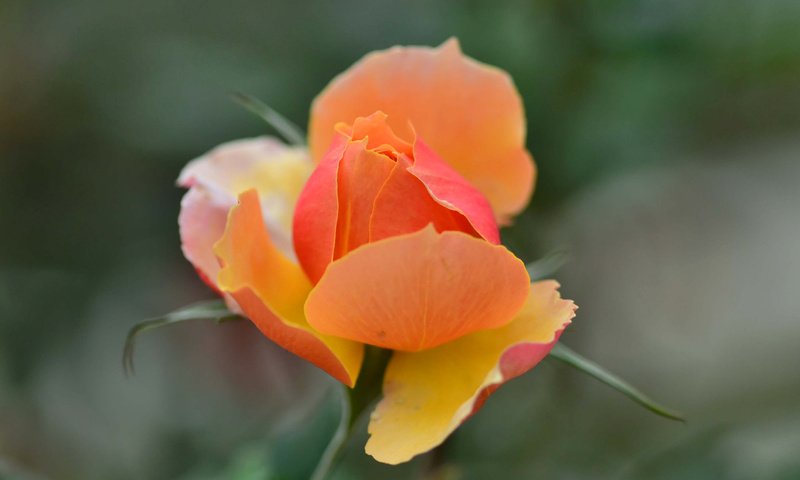 Обои роза, размытость, бутон, оранжевая, rose, blur, bud, orange разрешение 2048x1365 Загрузить