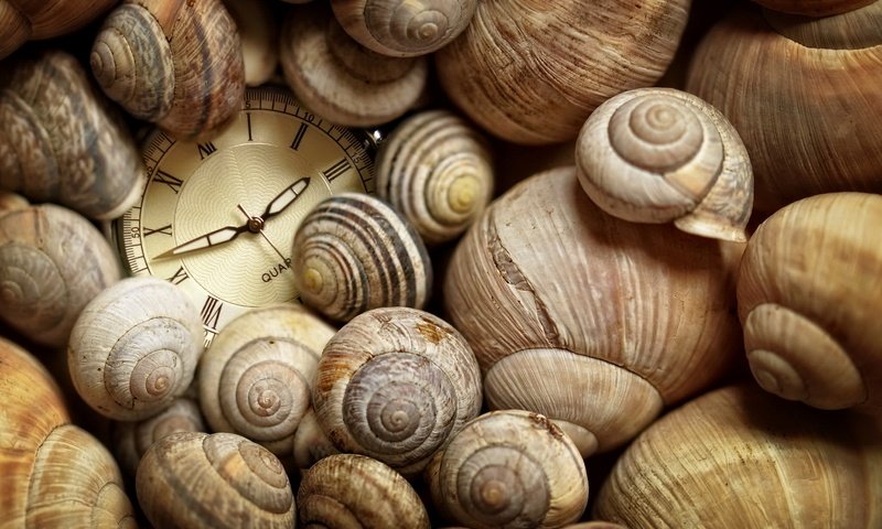 Обои часы, ракушки, время, watch, shell, time разрешение 2048x1361 Загрузить