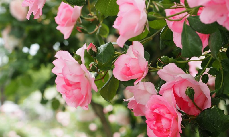 Обои цветы, бутоны, макро, розы, лепестки, боке, розовый куст, flowers, buds, macro, roses, petals, bokeh, rose bush разрешение 4381x3286 Загрузить