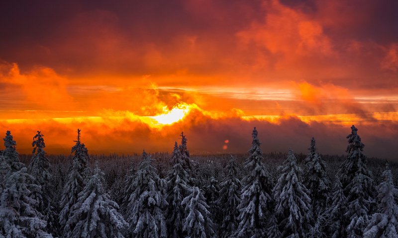 Обои снег, лес, закат, зима, ель, елки, snow, forest, sunset, winter, spruce, tree разрешение 1920x1080 Загрузить