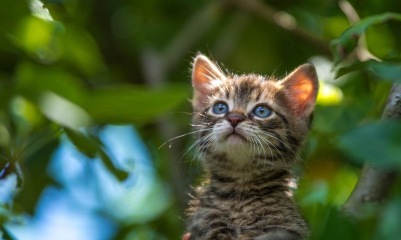 Обои мордочка, взгляд, котенок, боке, muzzle, look, kitty, bokeh разрешение 2048x1280 Загрузить