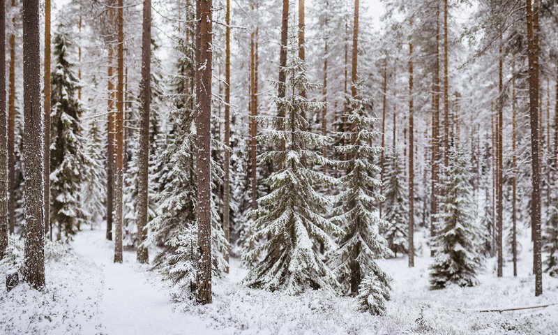 Обои деревья, снег, лес, зима, стволы, тропинка, хвойный лес, trees, snow, forest, winter, trunks, path, coniferous forest разрешение 2048x1152 Загрузить