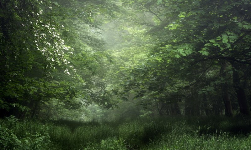 Обои зелень, лес, лето, greens, forest, summer разрешение 1920x1282 Загрузить