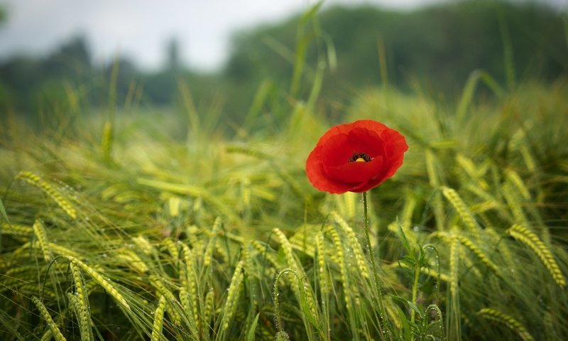 Обои трава, зелень, поле, красный, мак, весна, краcный, poppy, весенние, грин, green, grass, greens, field, red, mac, spring разрешение 2880x2160 Загрузить