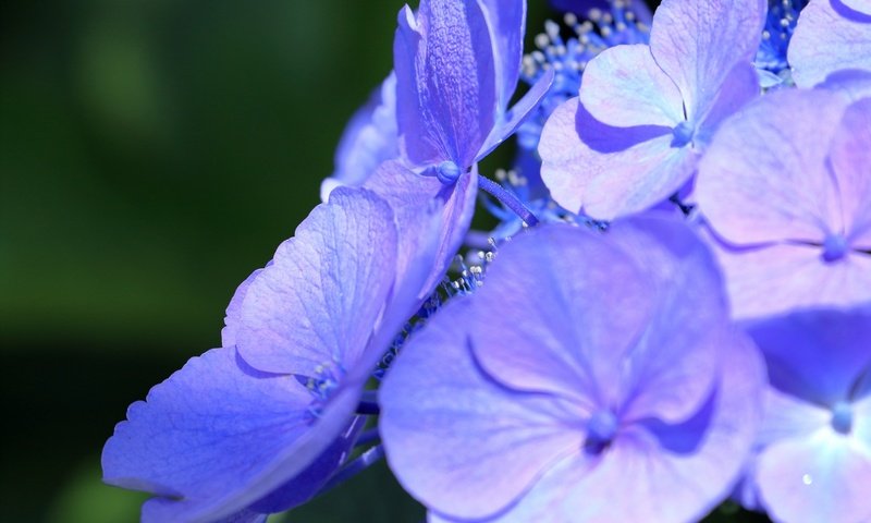 Обои цветы, макро, лепестки, соцветие, гортензия, flowers, macro, petals, inflorescence, hydrangea разрешение 2880x1920 Загрузить