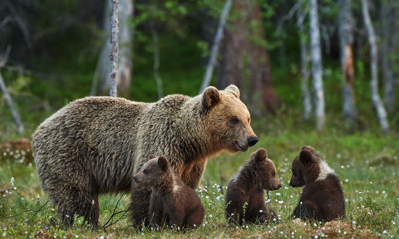 Обои природа, боке, лес, медведица, лето, медвежата, бурые, поляна, очаровательные, размытость, отдых, семья, медведи, nature, bokeh, forest, bear, summer, brown, glade, charming, blur, stay, family, bears разрешение 4140x2752 Загрузить