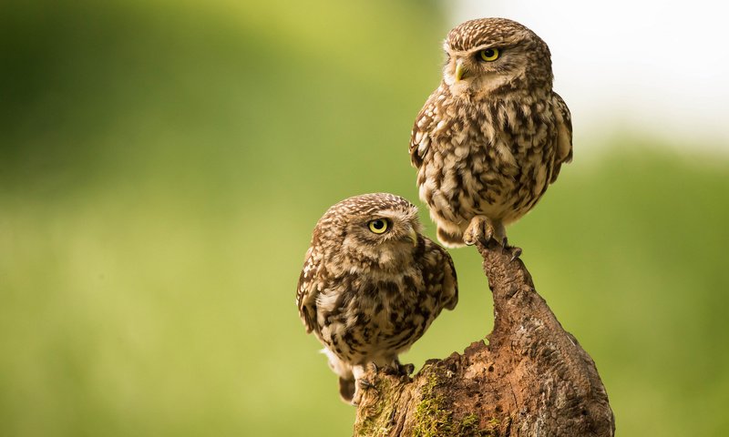 Обои сова, птицы, парочка, коряга, сыч, домовый сыч, сычи, owl, birds, a couple, snag, the little owl, owls разрешение 2048x1338 Загрузить