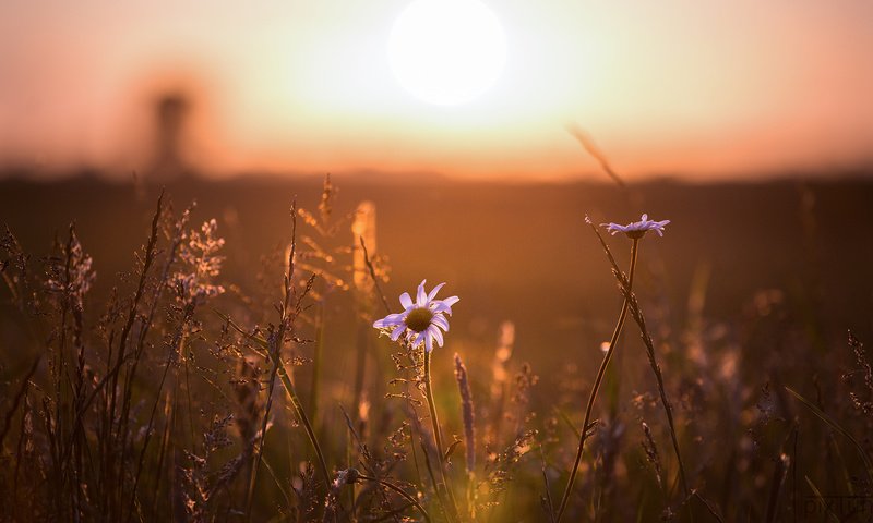 Обои свет, цветы, ромашка, light, flowers, daisy разрешение 1920x1080 Загрузить