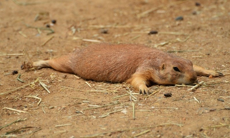 Обои отдых, грызун, луговая собачка, stay, rodent, prairie dog разрешение 1920x1080 Загрузить