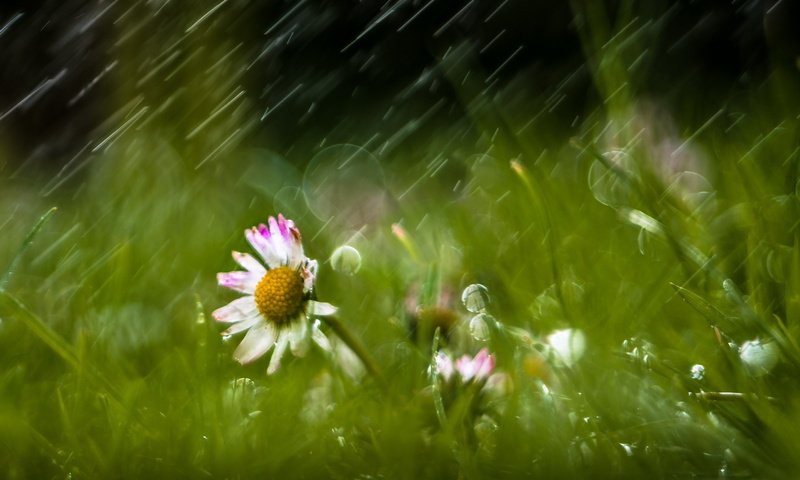 Обои цветы, трава, природа, дождь, ромашки, flowers, grass, nature, rain, chamomile разрешение 2560x1709 Загрузить