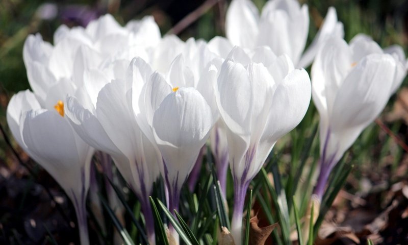 Обои цветы, лепестки, весна, белые, крокусы, flowers, petals, spring, white, crocuses разрешение 2048x1335 Загрузить