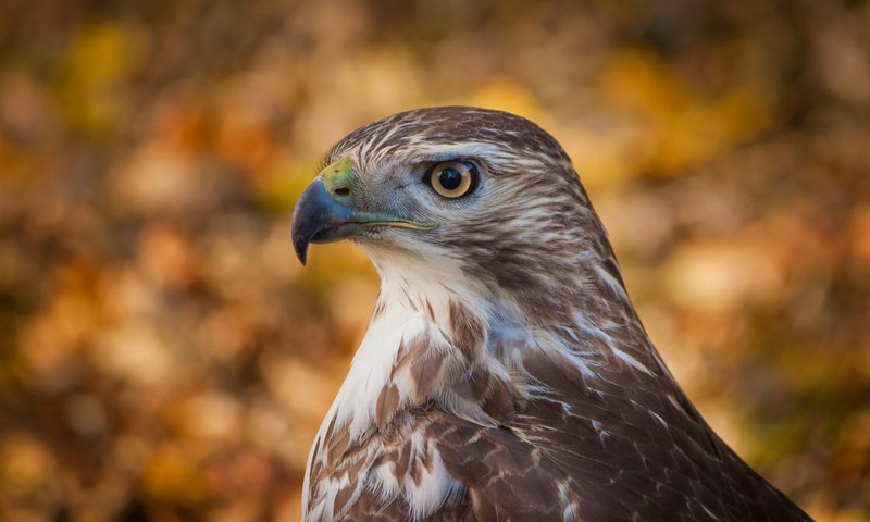 Обои фон, взгляд, профиль, птица, ястреб, боке, хоук, птаха, background, look, profile, bird, hawk, bokeh разрешение 2560x1700 Загрузить