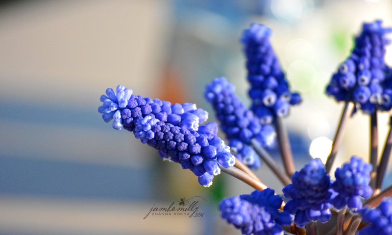 Обои цветы, макро, весна, синие, мускари, flowers, macro, spring, blue, muscari разрешение 2992x2000 Загрузить