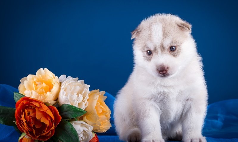 Обои цветы, щенок, хаски, flowers, puppy, husky разрешение 3600x2350 Загрузить