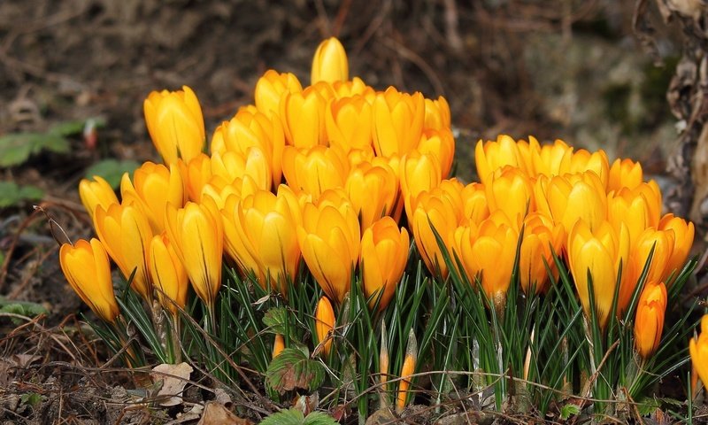 Обои цветы, лепестки, весна, желтые, крокусы, flowers, petals, spring, yellow, crocuses разрешение 2048x1337 Загрузить