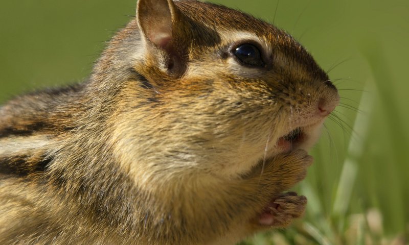 Обои трава, бурундук, грызун, grass, chipmunk, rodent разрешение 2043x1430 Загрузить