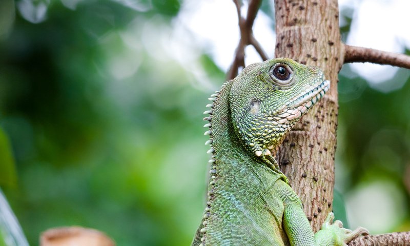 Обои дерево, взгляд, ящерица, профиль, зеленая, рептилия, игуана, tree, look, lizard, profile, green, reptile, iguana разрешение 2048x1360 Загрузить