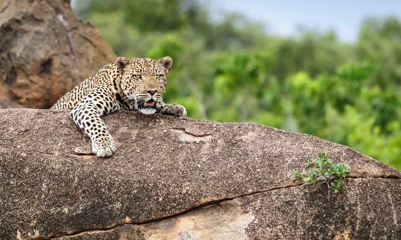 Обои природа, леопард, зверь, nature, leopard, beast разрешение 2560x1701 Загрузить