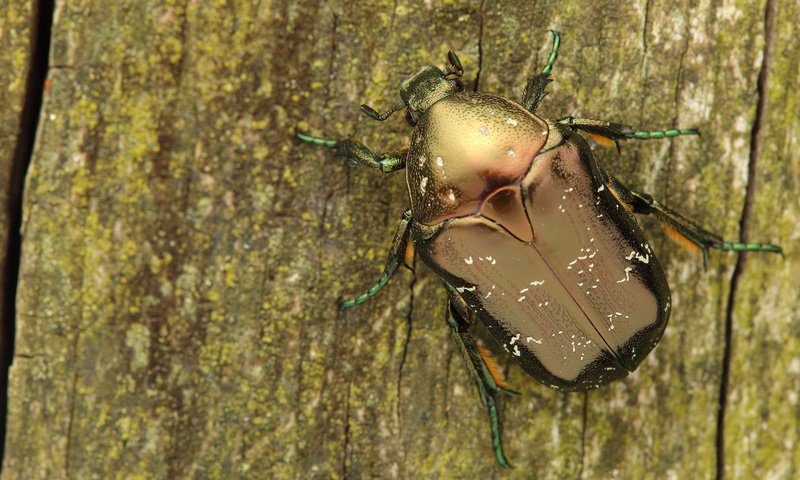 Обои дерево, жук, макро, насекомое, кора, бронзовка, tree, beetle, macro, insect, bark, brantovka разрешение 2400x1350 Загрузить