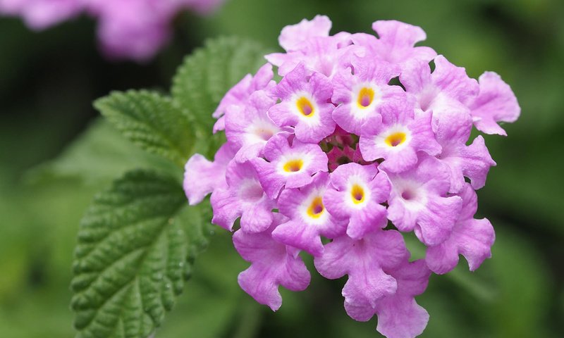 Обои цветы, макро, соцветие, лантана, flowers, macro, inflorescence, lantana разрешение 1920x1200 Загрузить