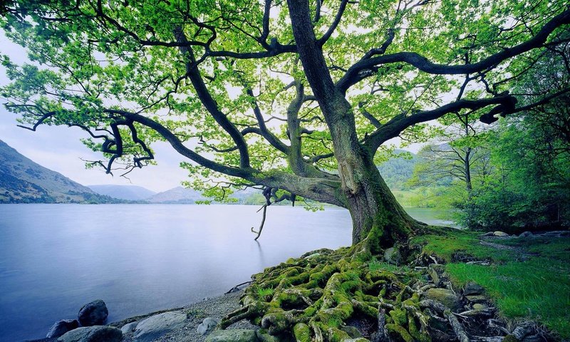 Обои озеро, дерево, корни, lake, tree, roots разрешение 1920x1200 Загрузить