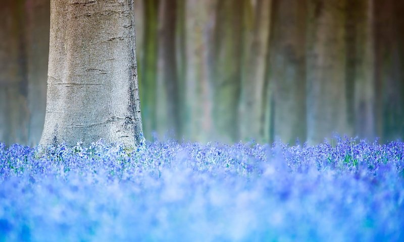 Обои цветы, дерево, весна, flowers, tree, spring разрешение 1920x1280 Загрузить