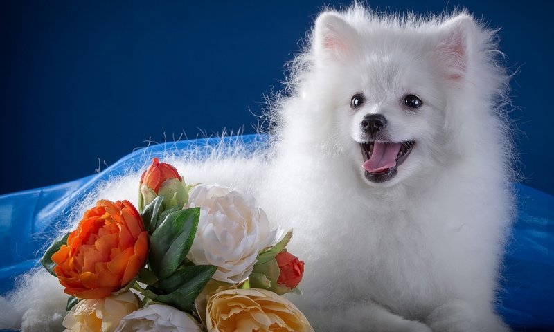 Обои цветы, белый, язык, милый, шпиц, flowers, white, language, cute, spitz разрешение 3000x2091 Загрузить